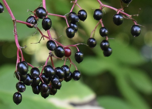 elderberry