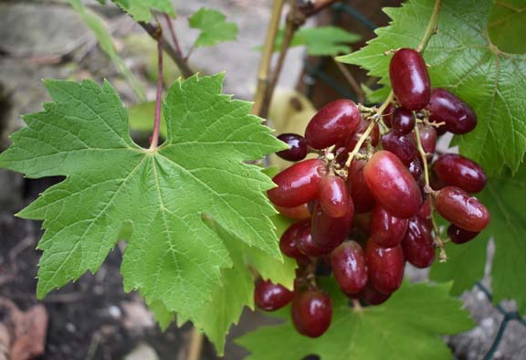 grapes